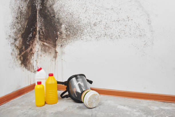 Attic Mold Removal in Hometown, PA