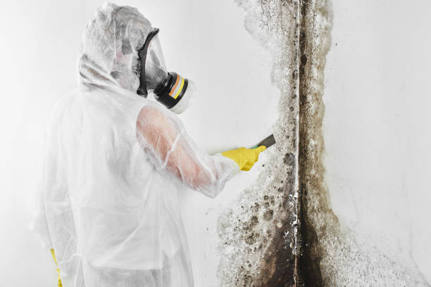 Professional Mold Removal in Hometown, PA