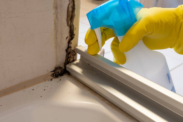 Attic Mold Removal in Hometown, PA
